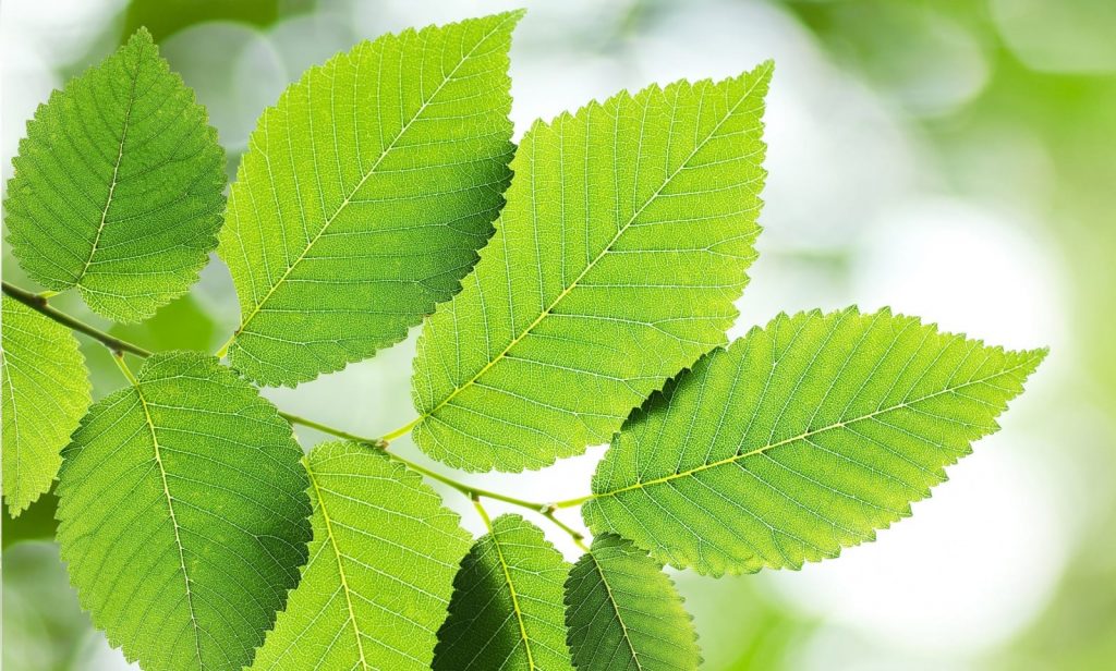 slippery-elm-ss
