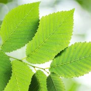 slippery-elm-ss slippery-elm-ss