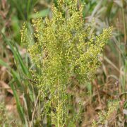Artemisia_annua