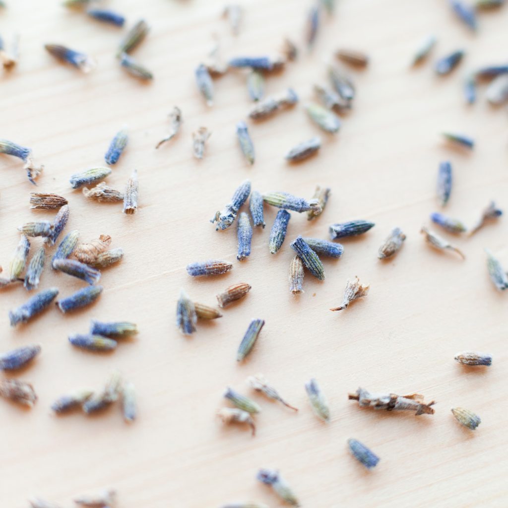 Whole blue lavender flowers