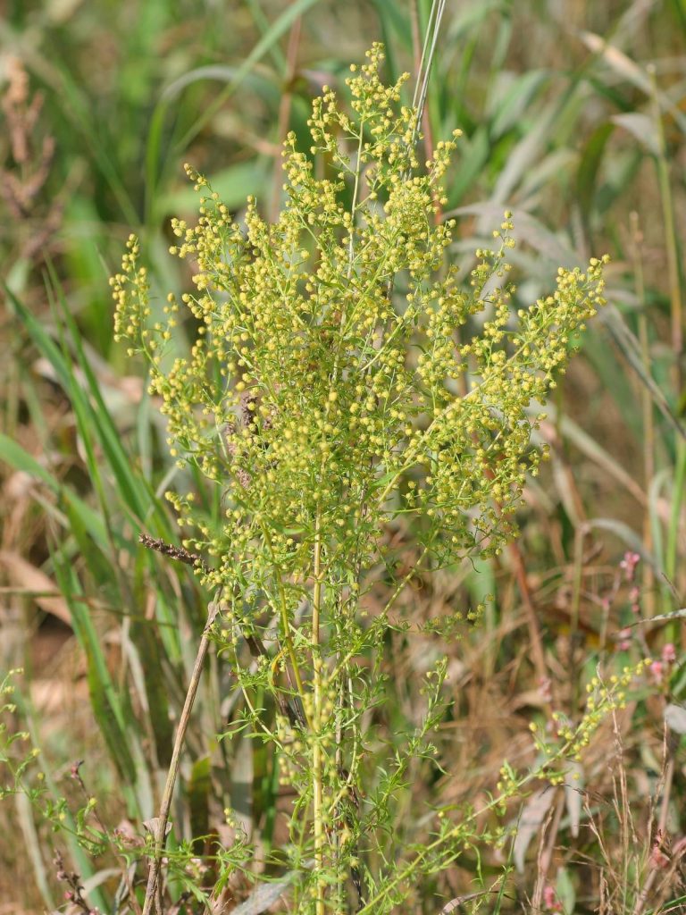 Vasaras vībotne / Artemisia annua droga