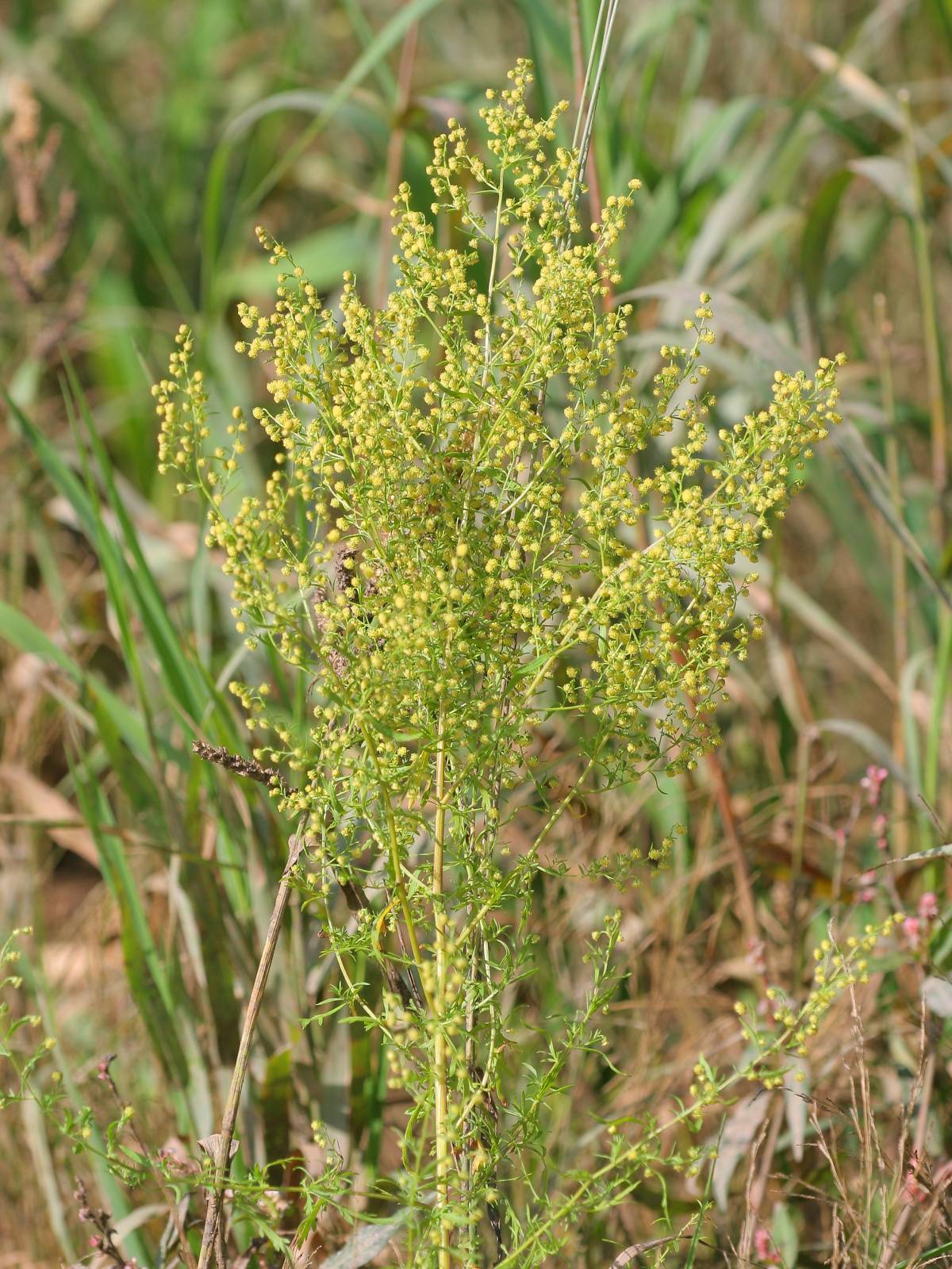 Vasaras vībotne / Artemisia annua droga - Image 1